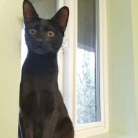 Sawyer Lake Veterinary Hospital ico