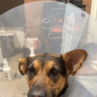 Animal Surgical & Dental Clinic ico
