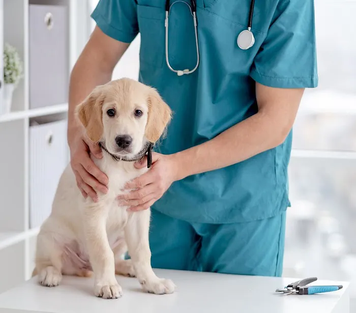 Animal Surgical & Dental Clinic Picture 9