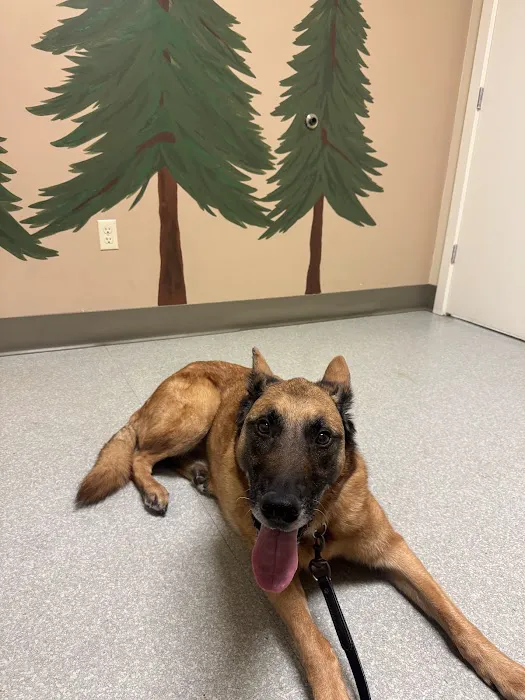 Pine Tree Veterinary Hospital Picture 5