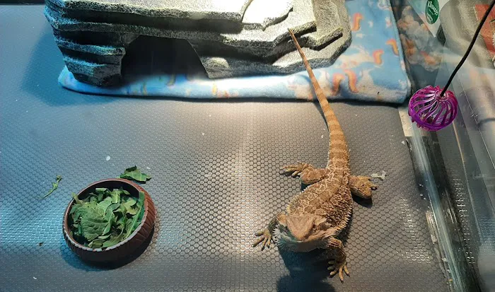 Pine Tree Veterinary Hospital Picture 2