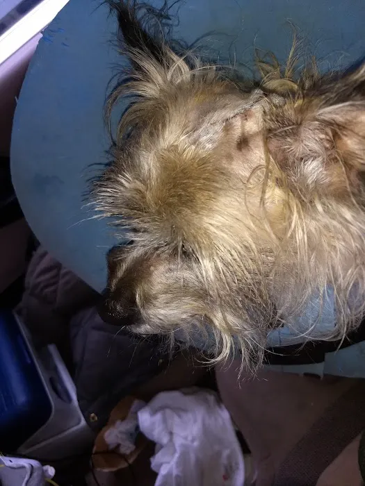 A Valley Animal Hospital Picture 2