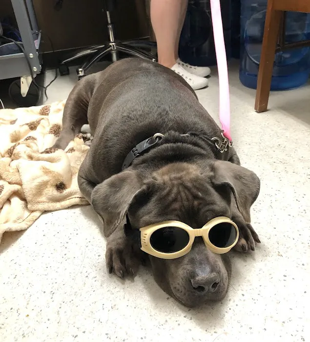 A Valley Animal Hospital Picture 9