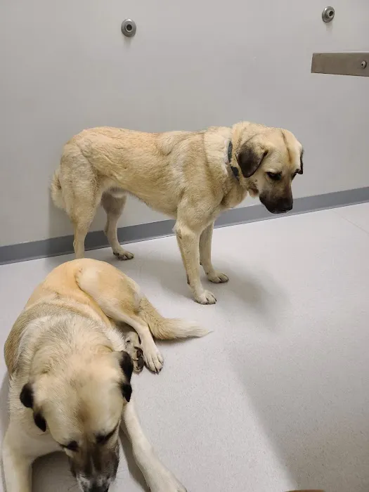 Community Pet Clinic Picture 7