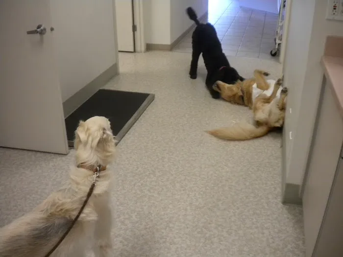 Cascade Veterinary Hospital Picture 9