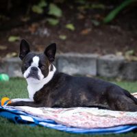 Sacajawea Veterinary Hospital ico