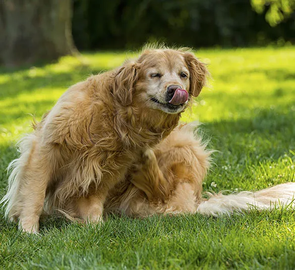 Sacajawea Veterinary Hospital Picture 4