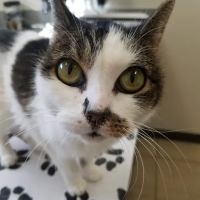 Twin Lakes Veterinary Hospital ico