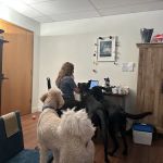 Balance Veterinary Medicine