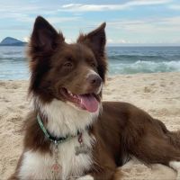 A Small Animal Hospital ico