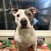 BoosterPet Veterinary Wellness and Urgent Care in Federal Way ico