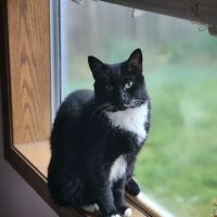 The Cat Doctor ico