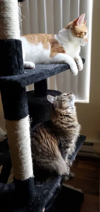 The Cat Doctor Picture 5