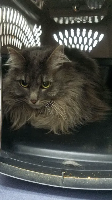 The Cat Doctor Picture 10