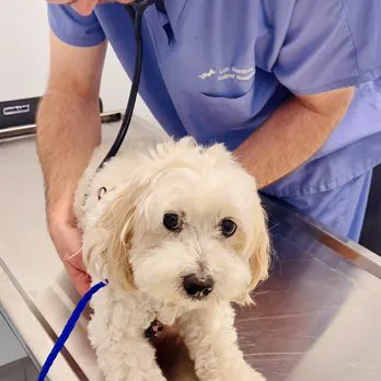 Seal Beach Animal Hospital Picture 4