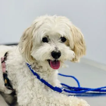 Seal Beach Animal Hospital Picture 3