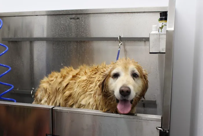 Seal Beach Animal Hospital Picture 2