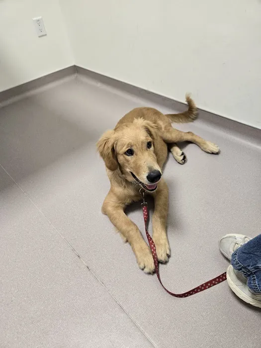 LOVE Animal Hospital and Urgent Care Picture 1