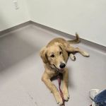 LOVE Animal Hospital and Urgent Care