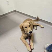LOVE Animal Hospital and Urgent Care ico