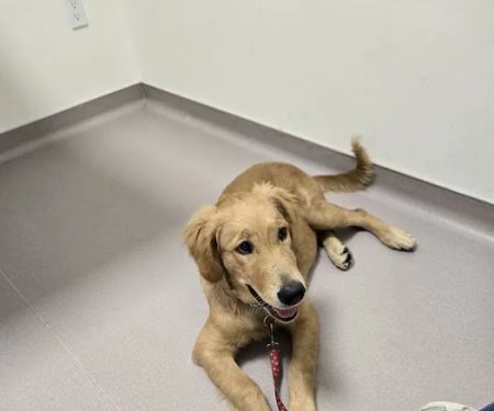 LOVE Animal Hospital and Urgent Care