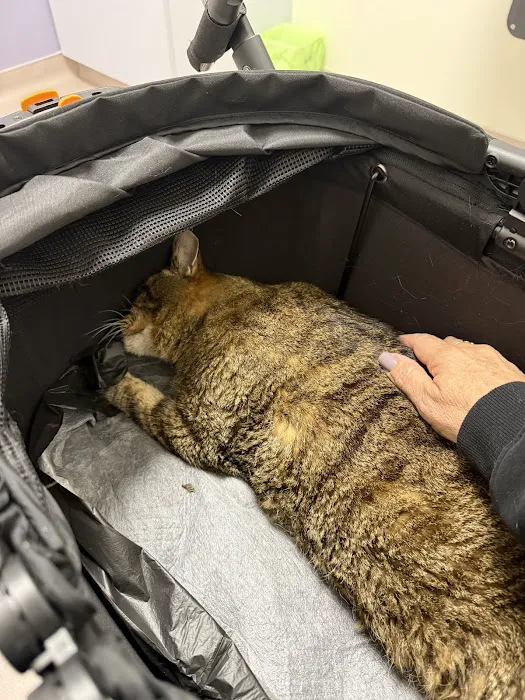 LOVE Animal Hospital and Urgent Care Picture 9