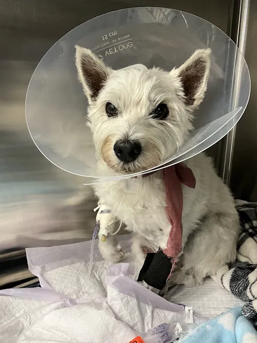 LOVE Animal Hospital and Urgent Care Picture 6