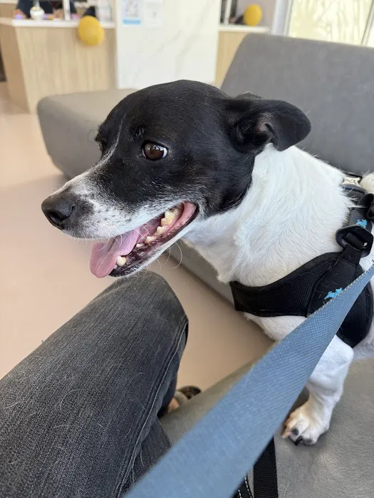 LOVE Animal Hospital and Urgent Care Picture 3