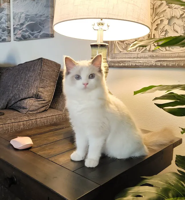 Ragdoll Kittens by CiCi Picture 2