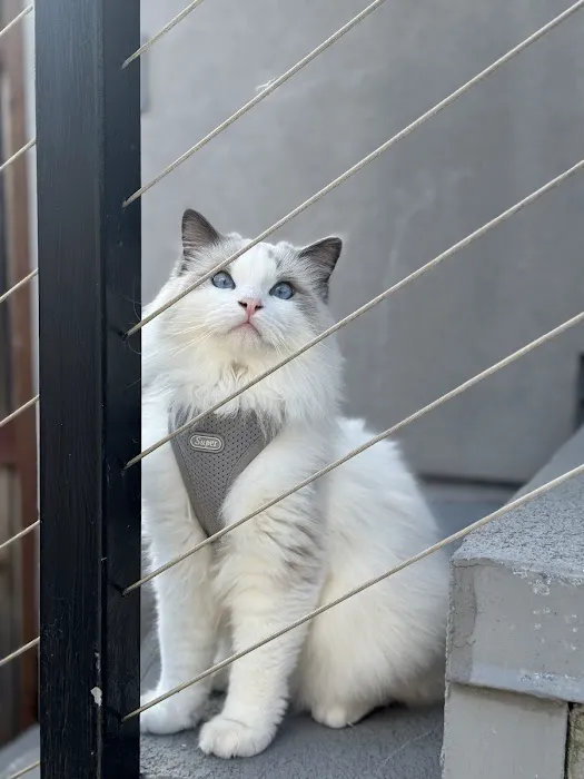 Ragdoll Kittens by CiCi Picture 3