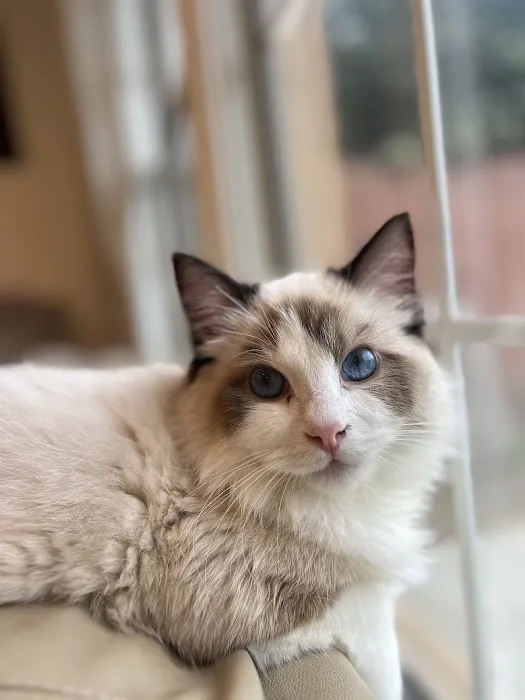 Ragdoll Kittens by CiCi Picture 1