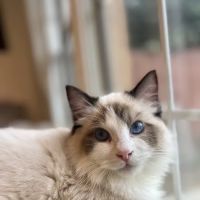 Ragdoll Kittens by CiCi ico