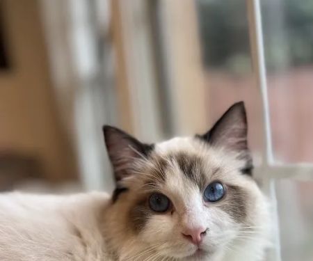 Ragdoll Kittens by CiCi