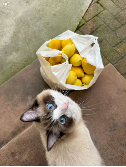 Ragdoll Kittens by CiCi Picture 7