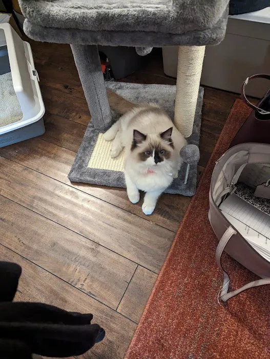 Ragdoll Kittens by CiCi Picture 8