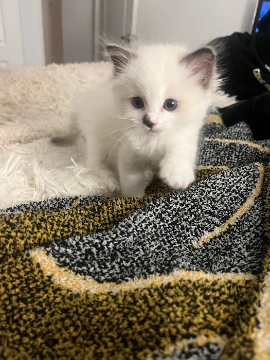 Ragdoll Kittens by CiCi Picture 9