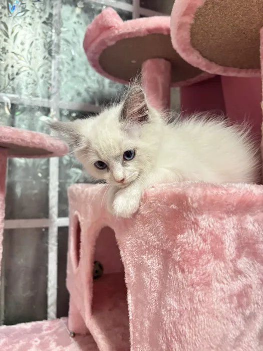 Ragdoll Kittens by CiCi Picture 5