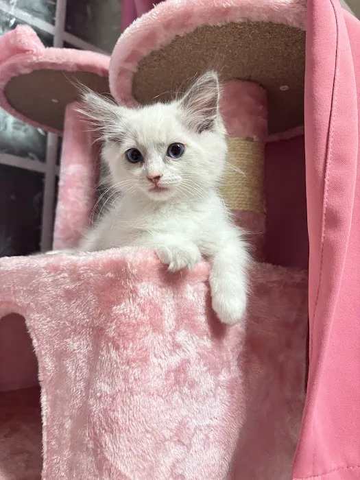 Ragdoll Kittens by CiCi Picture 4