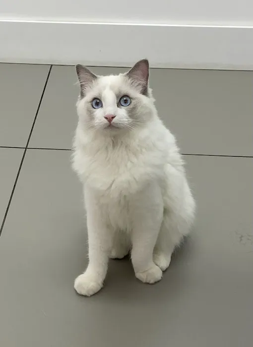 Ragdoll Kittens by CiCi Picture 6