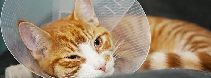 Stanton Pet Hospital Picture 10