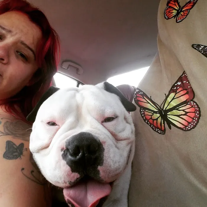 Brookhurst Animal Medical Center Picture 10