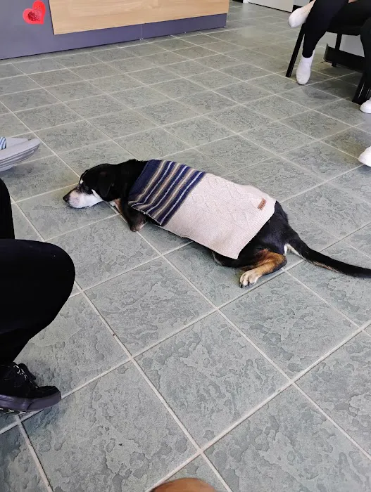 Brookhurst Animal Medical Center Picture 4