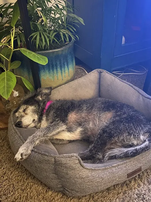 Brookhurst Animal Medical Center Picture 1