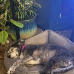 Brookhurst Animal Medical Center