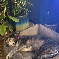 Brookhurst Animal Medical Center ico