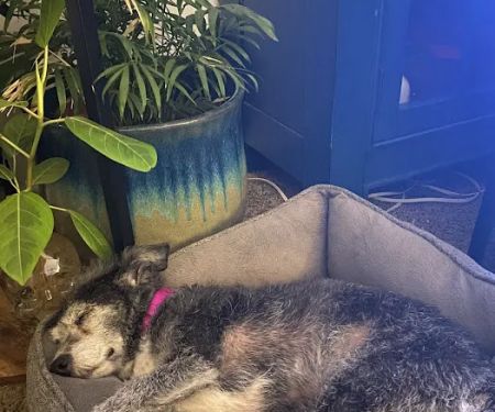Brookhurst Animal Medical Center
