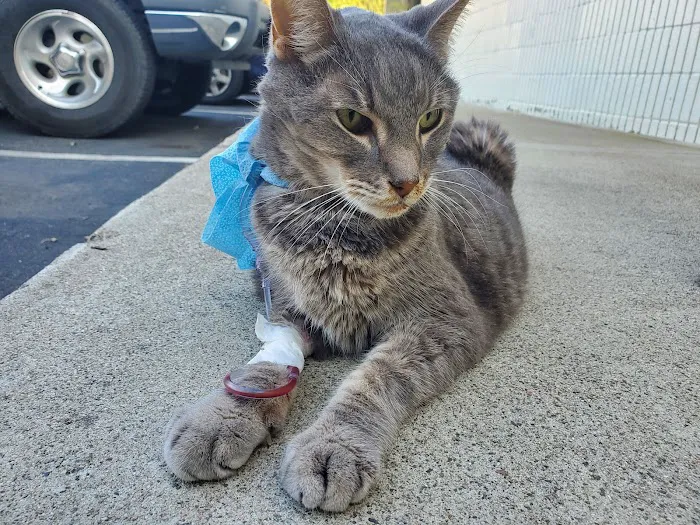 Brookhurst Animal Medical Center Picture 8