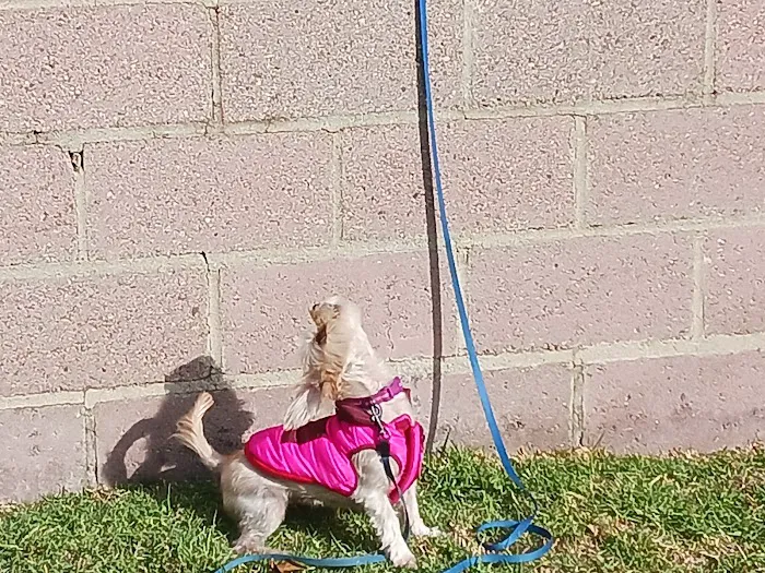 Skypark Animal Hospital Picture 4