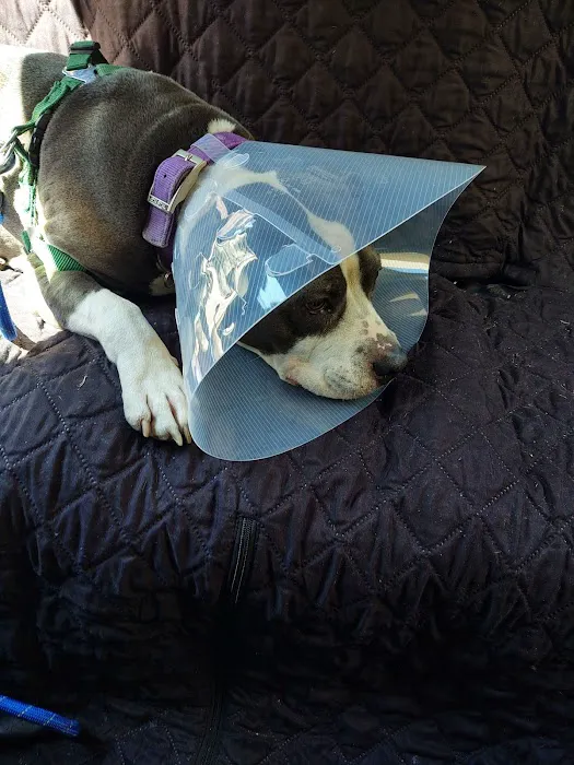 Animal Clinic Western Inc Picture 7