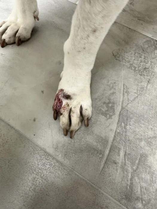 Animal Clinic Western Inc Picture 5